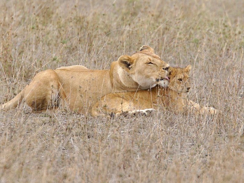Lioness Grooming Cub.jpg :: lioness is cleaner her young cub in Serengeti of Tanzania.