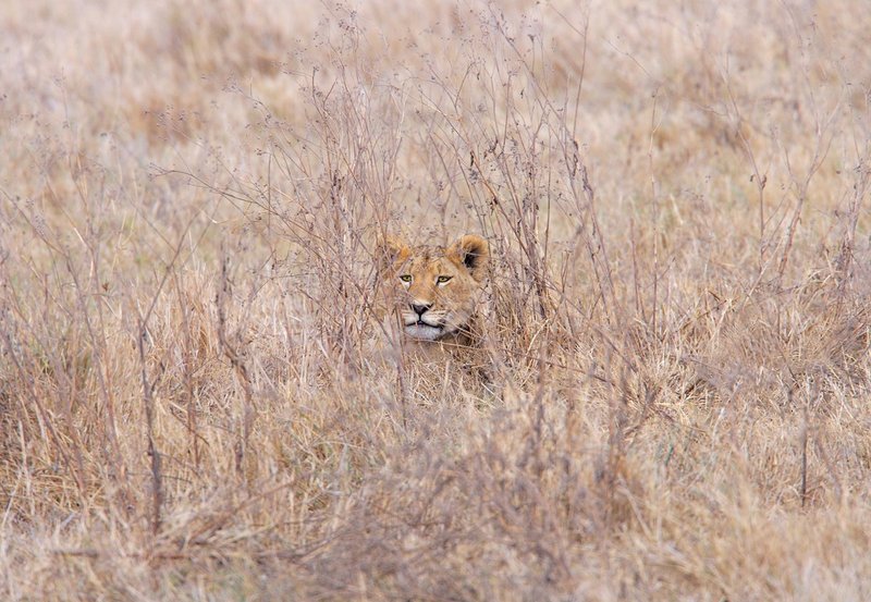 Lioness Hiding In Bush.jpg :: A lioness is hiding in the dry grass in the Serengeti of Tanzania.