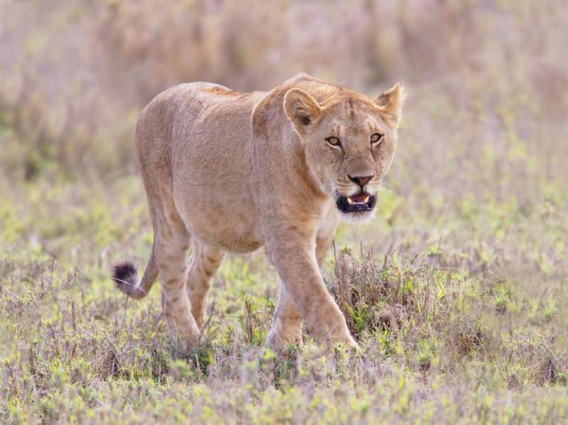 Lioness Walking Toward Camera.jpg :: Lioness walking in savannah in the Serengeti of Tanzania.