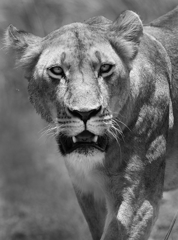Lioness coming to you.jpg :: lioness hunting zebra