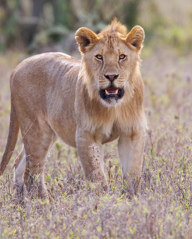 Male Looking at Camera.jpg
