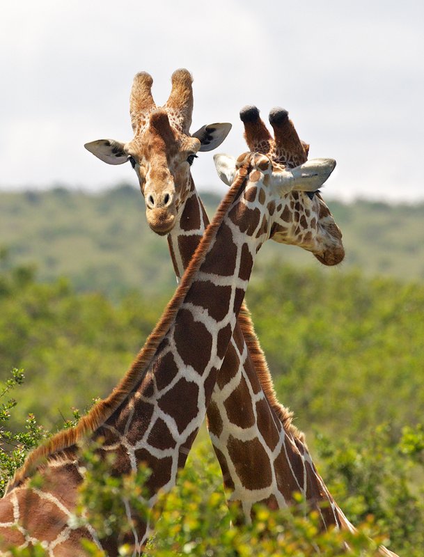 Male giraffes in battle Aberdare region.jpg
