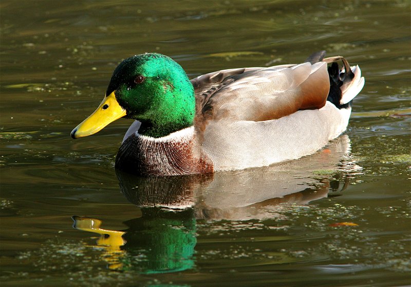 Mallard-duck--W5.jpg
