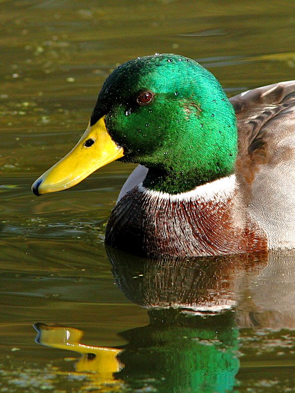 Mallard-duck-close up W4.jpg