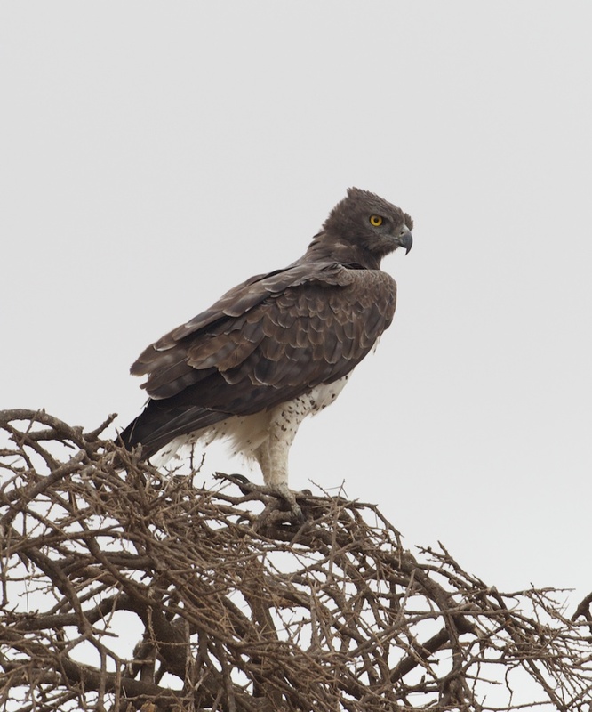 Martial EagleCN4F8138 copy.jpg