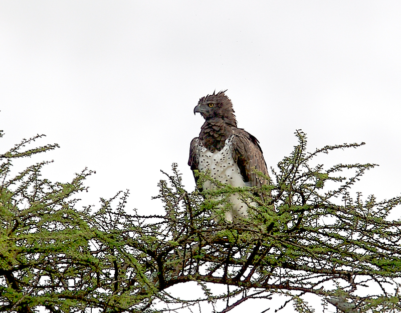Martial-Eagle-Serengeti-259A1677.jpg :: Martial eagle sitting in nest