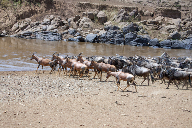 Migration topitiff copy.jpg :: Topi during migration at river crossing