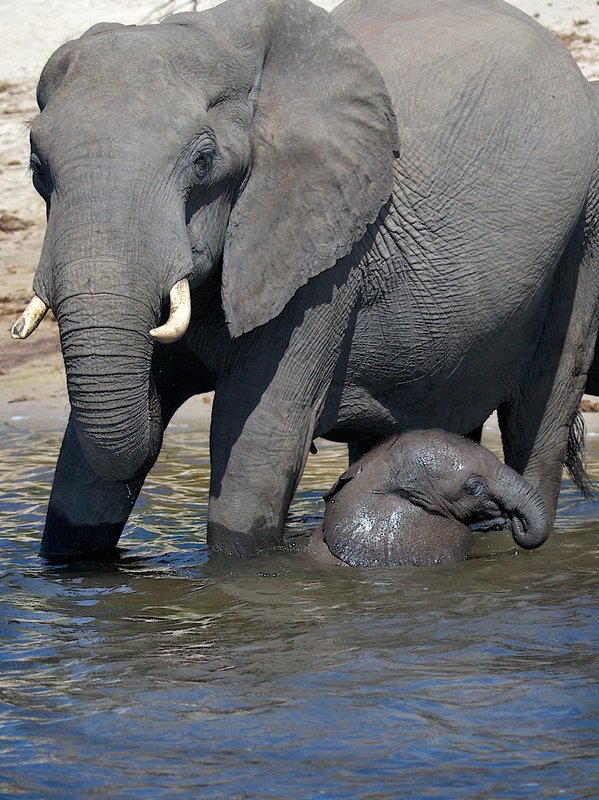 Mother And Calf At River Drinking E32.jpg :: Mother and newborn at Chobe River