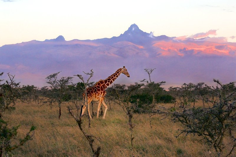 Mt Kenya and giraffe.jpg :: Giraffe female walking in foreground of Mt. Kenya