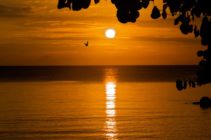 Negril sunset with sea grape.jpg :: Negril Jamaica sunset with native sea grape tree in foreground and peligan in flight