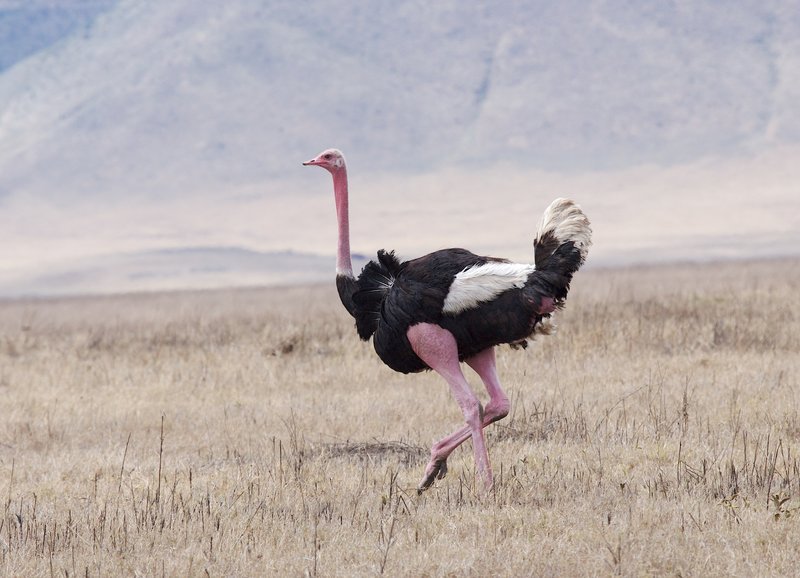 Ostrich male AM5.jpg :: Male Ostrich is shown here displaying the typical red skin that supposedly attracts females. 