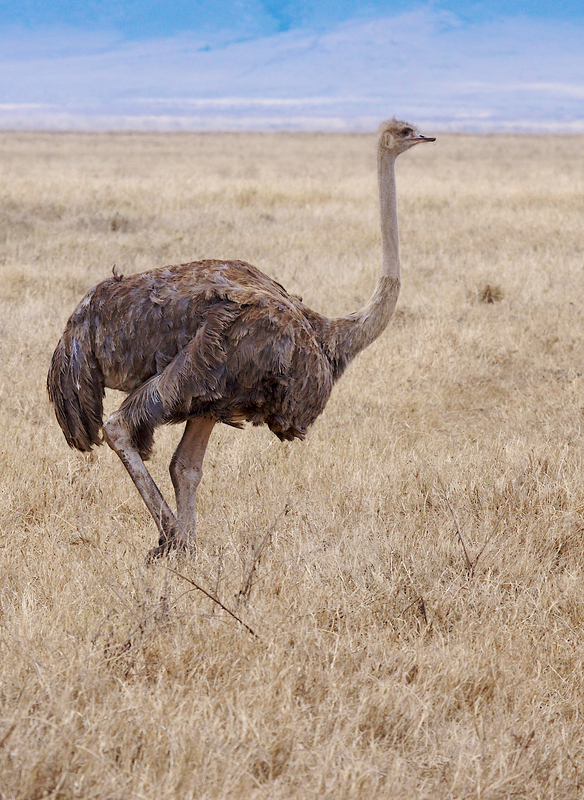 Ostrich-female-Ngorongoro-ZO7L1185-.jpg :: Female ostrich walking on the grassland