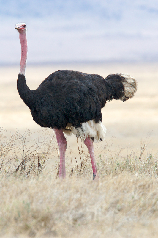 Ostrich-male-Ngorongoro-259A1406.jpg :: Large Ostrich male 