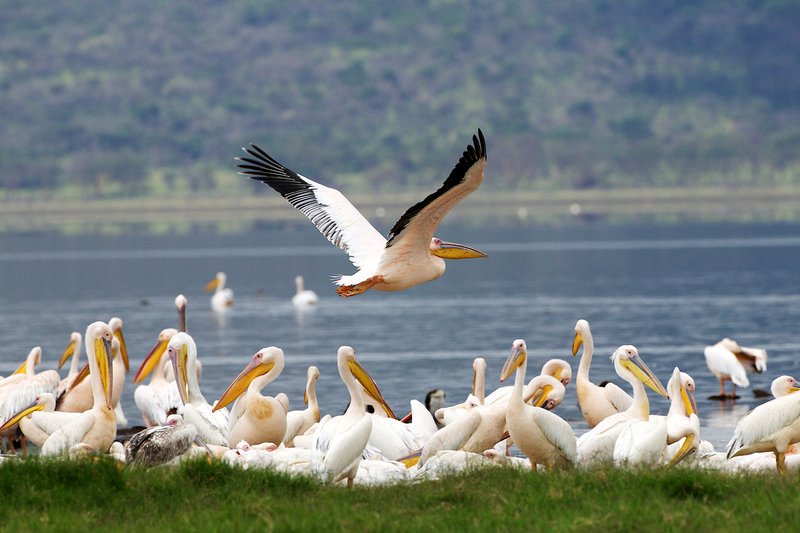 Pelican activity Lake Nakuru.jpg