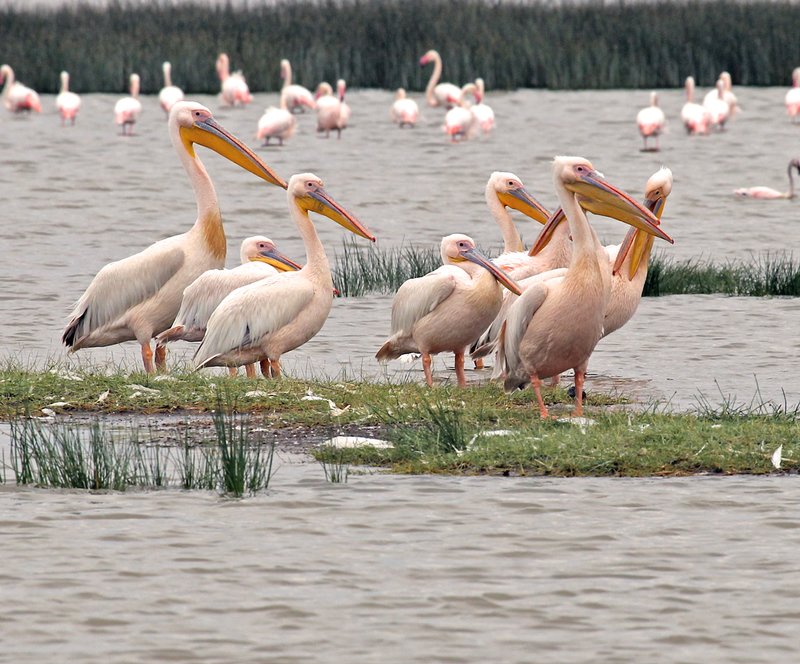 Pelican group Lake Elementia.jpg