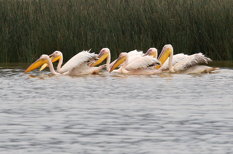 Pelicans swiming Lake Elementia.jpg