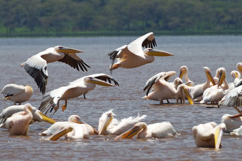 Pelicans-in-flight Lake Nakuru.jpg