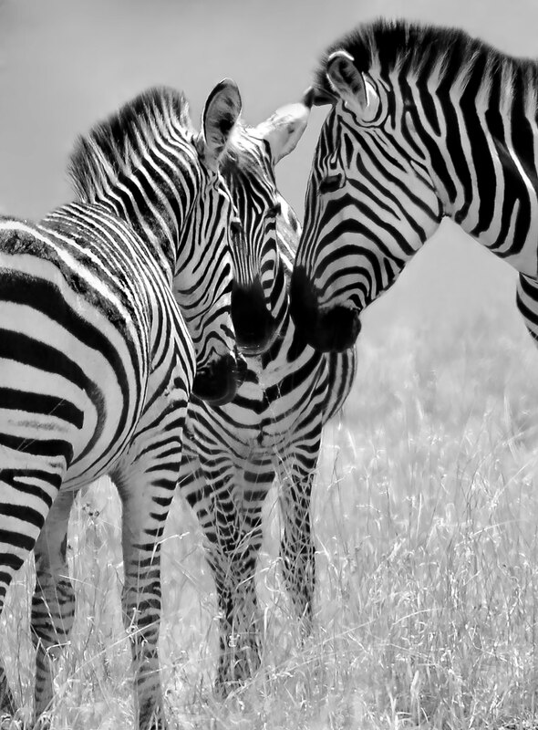Putting Their Heads Together.jpg :: Three female zebras have their heads together