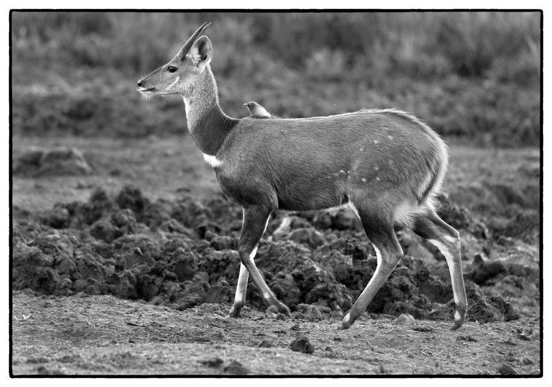 Reedbuck with ox pecker on back.jpg