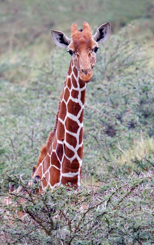 Reticulated Giraffe close up.jpg