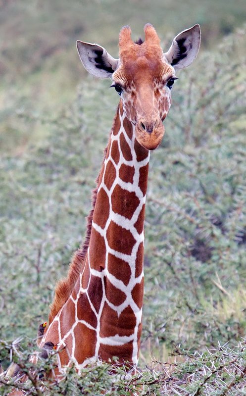 Reticulated Giraffe in Acacia.jpg :: Reticulated Giraffe in Acacia - close up