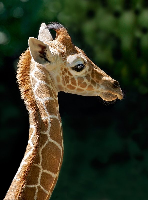 Reticulated giraffe infant.jpg :: A young reticulated giraffe.