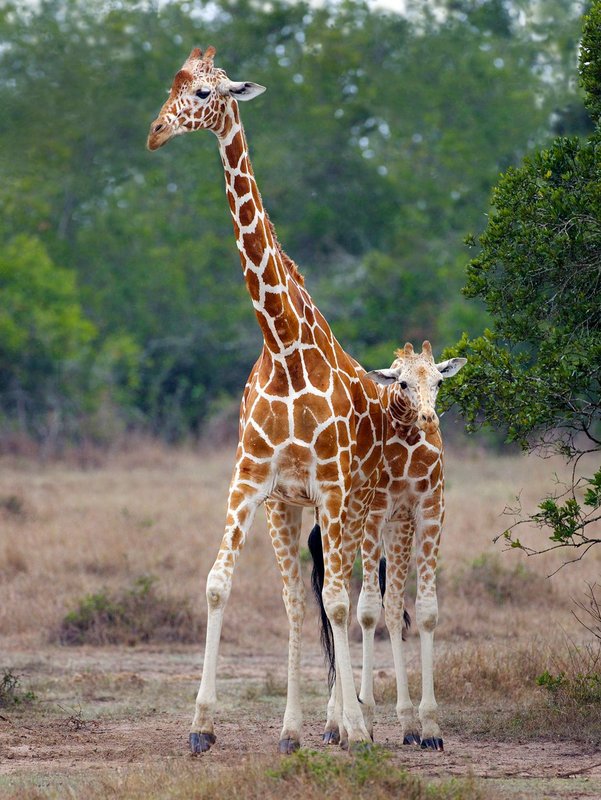 Reticulated-giraffe-and-young.jpg :: Reticulated giraffe and newborn seen on hike in Aberdare Kenya
