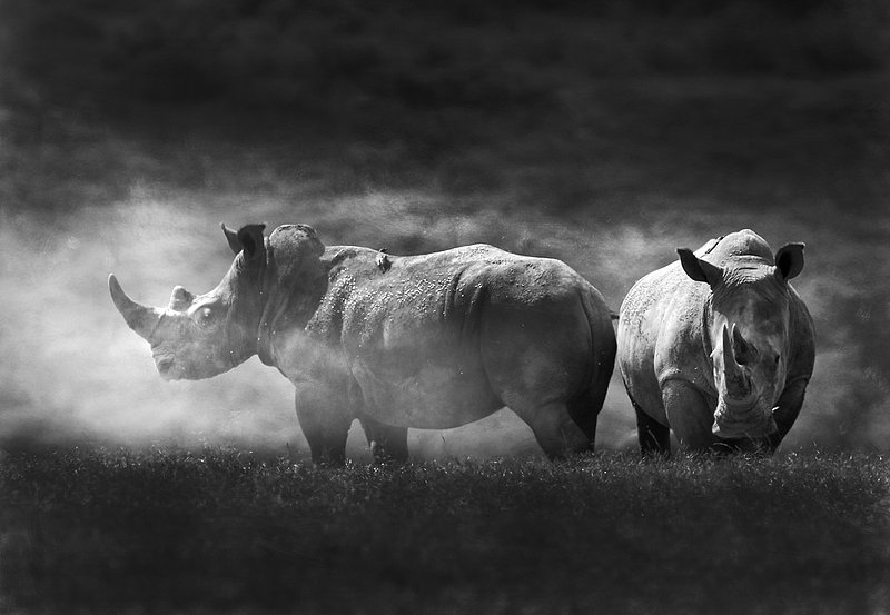 Rhinos in the dust.jpg :: Rhinos in the dust
