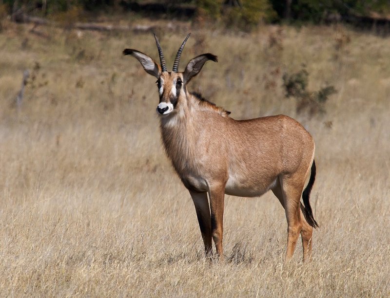 Roan-Antelope259A8012 copy.jpg :: Roan Antelope