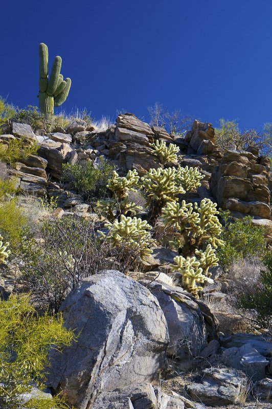 Rocky slope with cacti.jpg