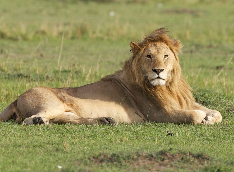 Ruling Male of the Masai Mara.jpg :: Ruling male sits in his throne in the Masai Mara.