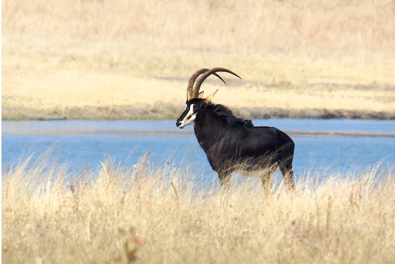Sable-antelope.jpg :: Sable Antelope, extremely endangered