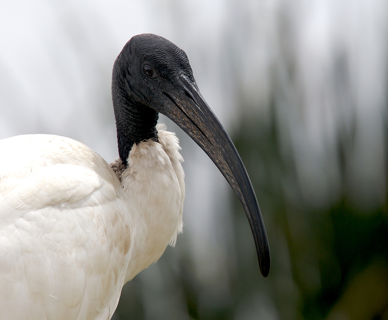 Sacred-Ibis-Ngorongoro-259A1454.jpg :: Closeup of sacred ibis