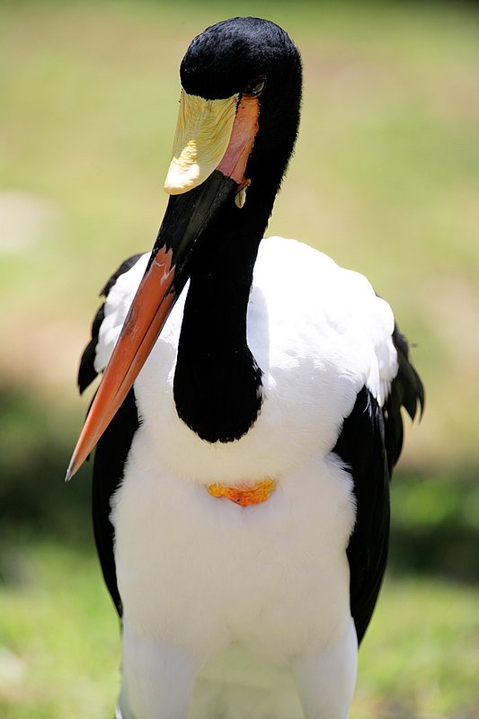 Saddle-billed Stork 2.jpg :: Saddle-billed Stork