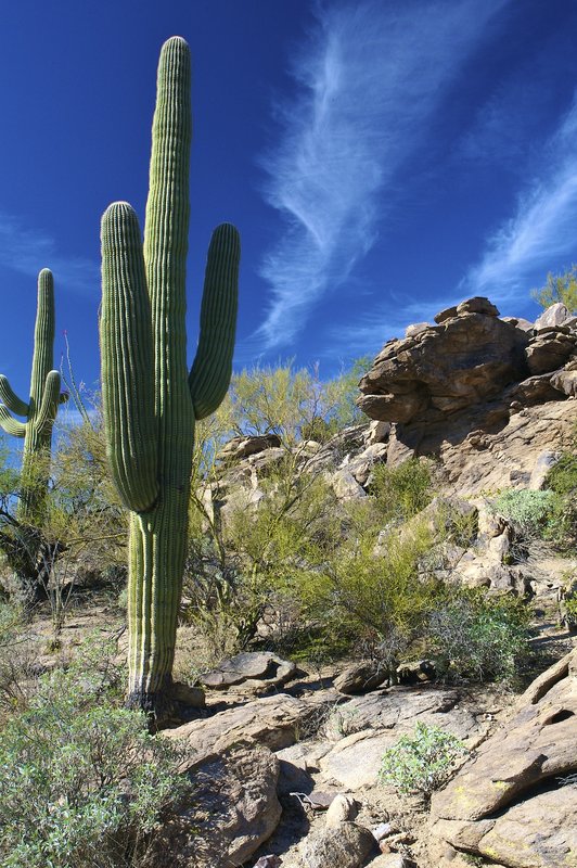 Saguaro with cloud formation.jpg
