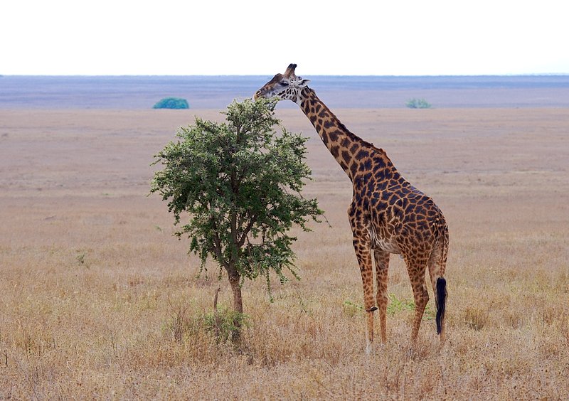 Solitary Male Giraffe on the Serengeti G1.jpg :: This solitary male was seen browsing on an Acaicia tree in the Serengeti.