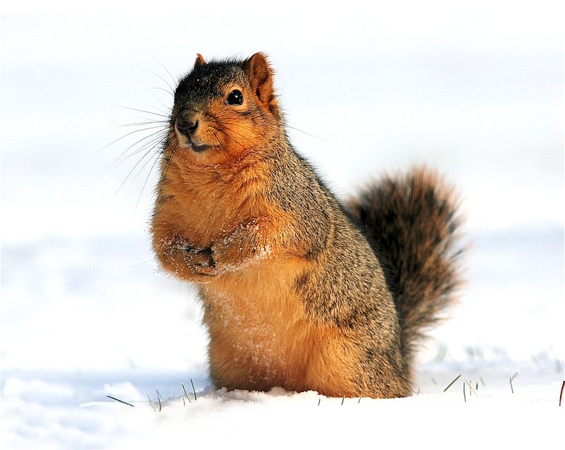 Squirrel  in snow W2.jpg