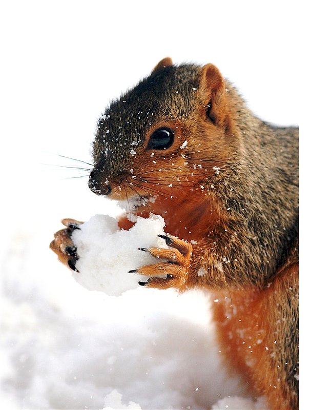 Squirrel eating snow W1.jpg :: This is a red squirrel that is seen mostly in Great Lakes area.