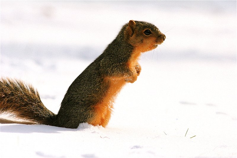 Squirrel looking on W3.jpg
