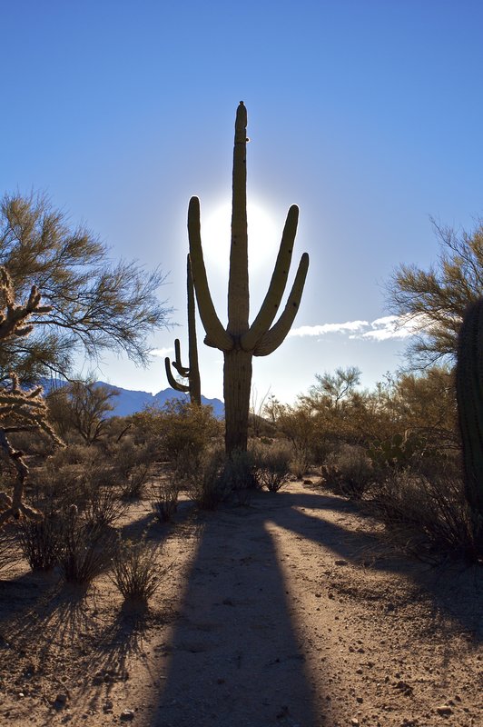 Sunrise on the desert.jpg