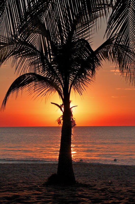 Sunset silhouette with palm.jpg :: Negril Beach, Jamaica: Famous 7 mile beach of Jamaica