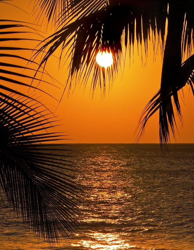 Sunset-with-palms Negril Jamaica.jpg :: Negril Beach, Jamaica: Famous 7 mile beach of Jamaica