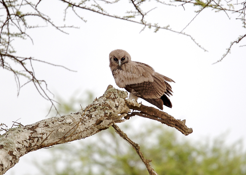 Tawny-Eagle-Serengeti-259A1681.jpg :: Tawny eagle sitting on branch