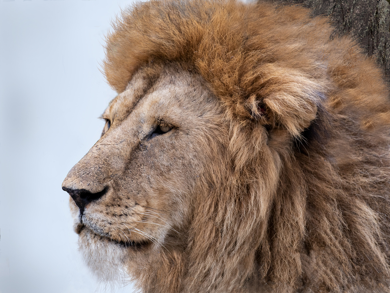 The King.jpg :: The \