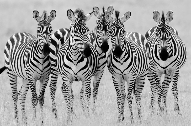 The Zebra Girls in BW.jpg :: Five female zebras standing together at Lake Manyara area ofTanzania
