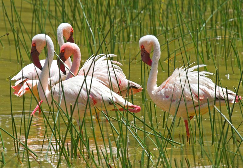 The fire eyes of Lesser Flamingo Crater Lake.jpg :: Lesser flamingo in shallow waters of Crater Lake