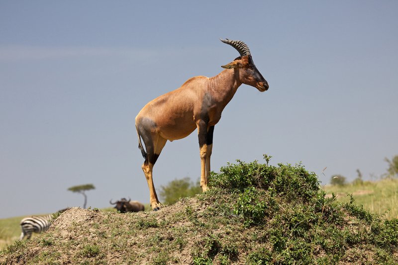 Topi in Maasai Mara.jpg :: KK