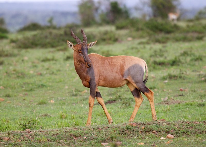 Topi in Samburu region.jpg
