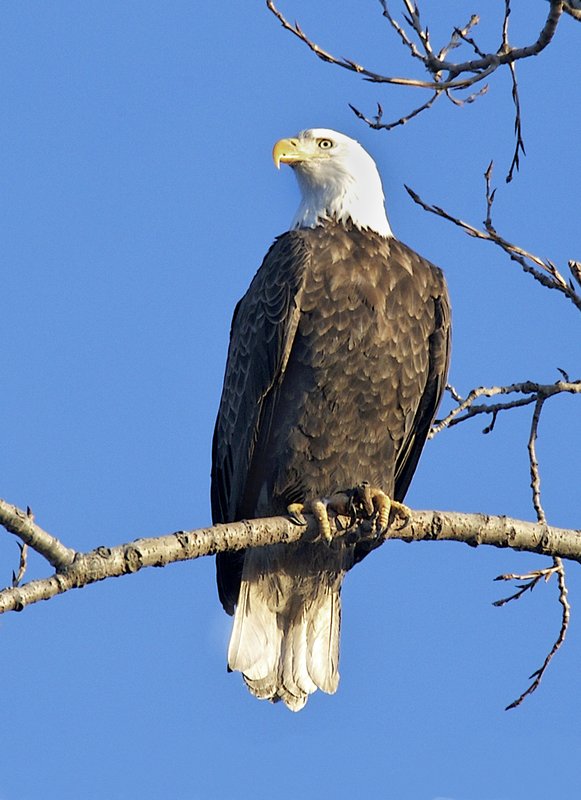 W11-Eagle-perched-.jpg :: American eagle
