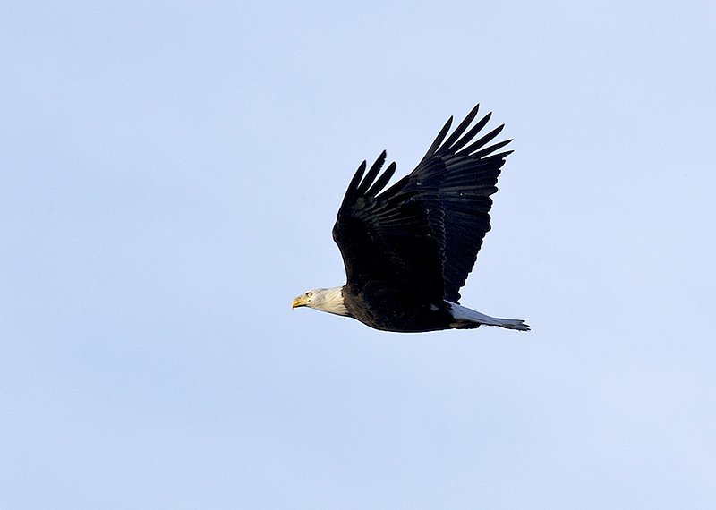 W12 Eagle soaring.jpg :: Eagle looking for a catch in the Mississippi River below